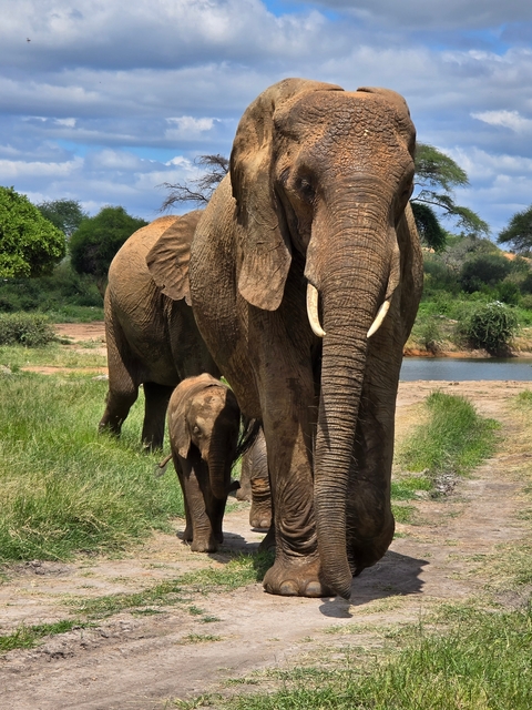       Elephant with a calf in a grassy area.
  