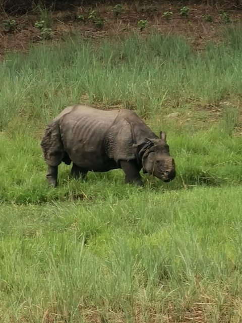       Rhinoceros grazing in a grassy field
  