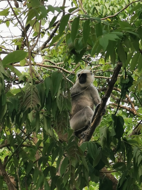       Monkey sitting on a tree in a dense forest
  