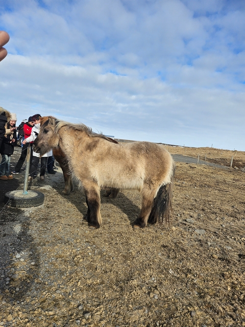 Visitors interacting with Icelandic horses in an open field.