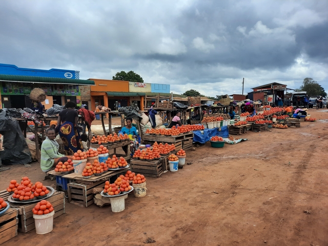 Market vendors selling tomatoes in an open-air market.