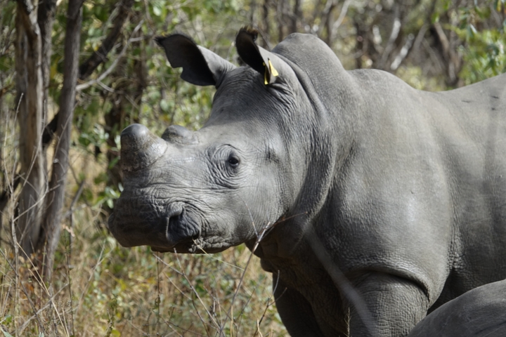 Close-up of a rhinoceros in a natural habitat.