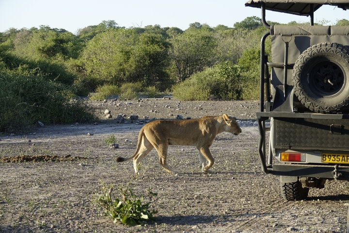 Lion walking near a safari vehicle in dry terrain.