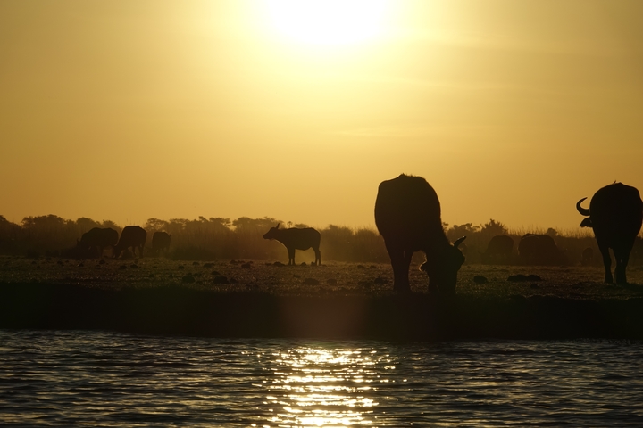 Silhouette of buffalos grazing during a sunset near water.