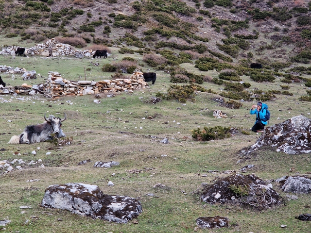       Person photographing a yak in a mountainous region.
  