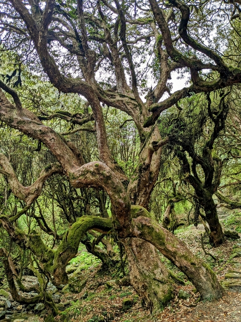       Moss-covered trees in a dense forest.
  