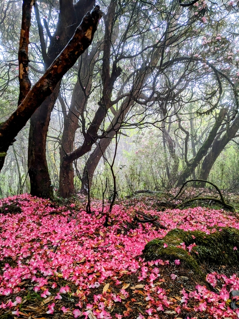       Pink flowers covering the forest floor beneath misty trees.
  