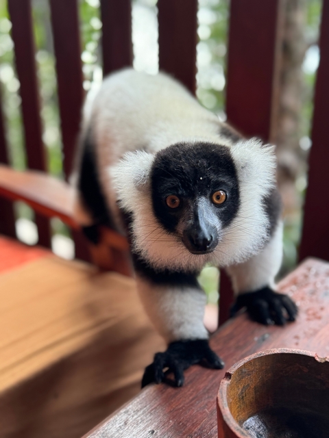 Black and white ruffed lemur looking curiously.