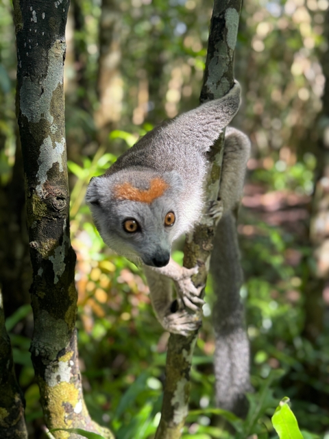 Lemur climbing a thin branch, focused on the camera.