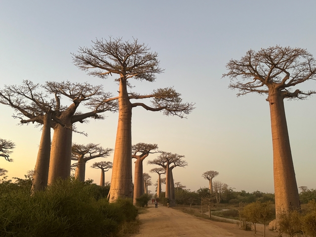 Baobab trees standing tall in a dry landscape.