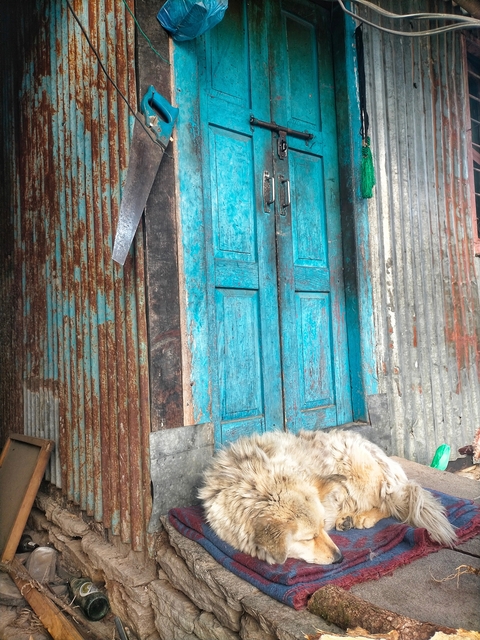       Old door with a rustic look and a dog lying in front.
  