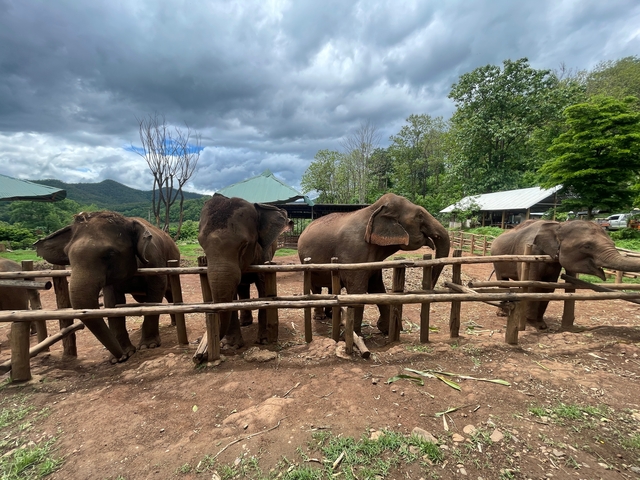       Group of elephants standing behind a wooden fence.
  