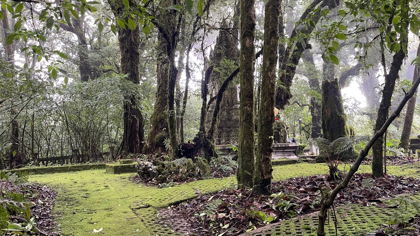       Ancient ruins surrounded by lush forest and moss-covered ground.
  