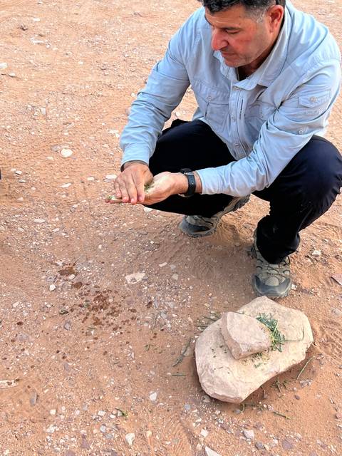 Person examining small plants in a desert area.