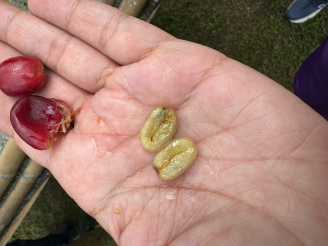       Hand holding coffee beans in a natural setting.
  