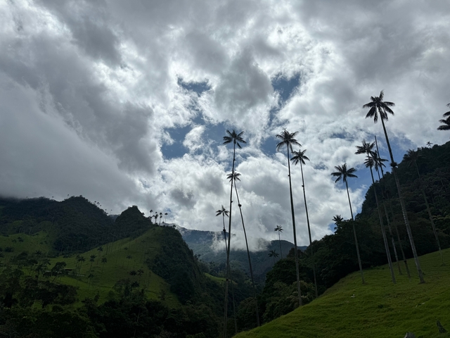       Tall palm trees against a cloudy sky in a lush valley.
  