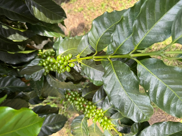       Close-up of green coffee beans on a branch.
  