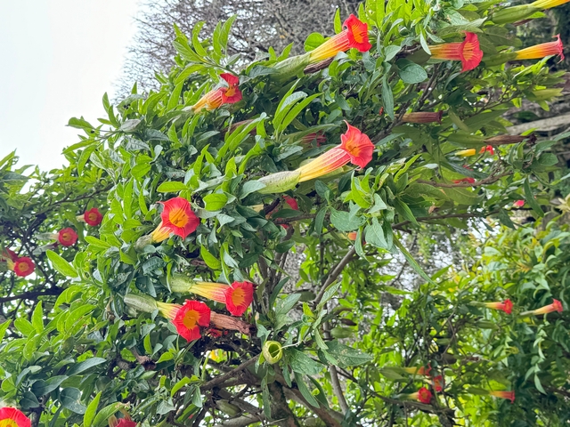       Plant with vibrant red flowers.
  