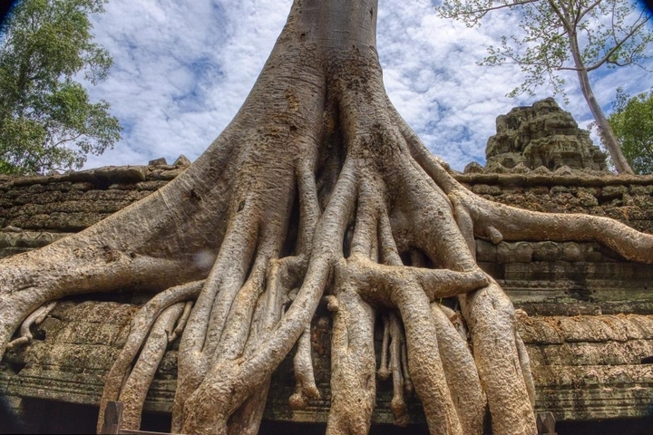 Massive tree roots growing over ancient structures.