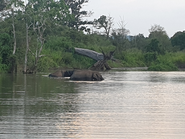 Elephants partially submerged in a river surrounded by trees.