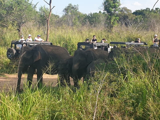 Elephants and tourists in safari jeeps in a grassy landscape.