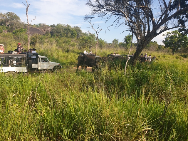       Safari vehicles and elephants in a grassy wilderness.
  