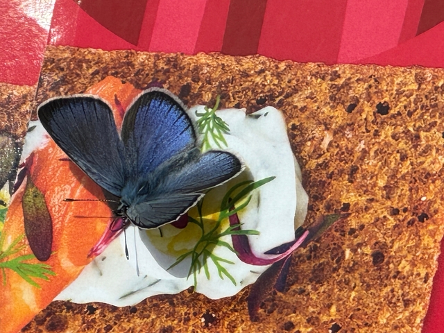 A butterfly resting on a sandwich with colorful toppings.