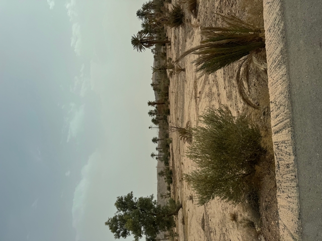       Desert landscape with sporadic vegetation.
  