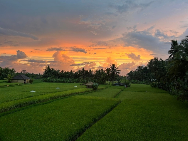       Lush green rice fields at sunset with vibrant sky.
  
