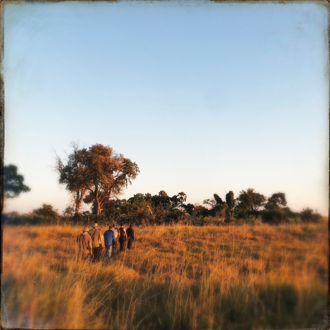 Group of people walking in a savannah landscape.