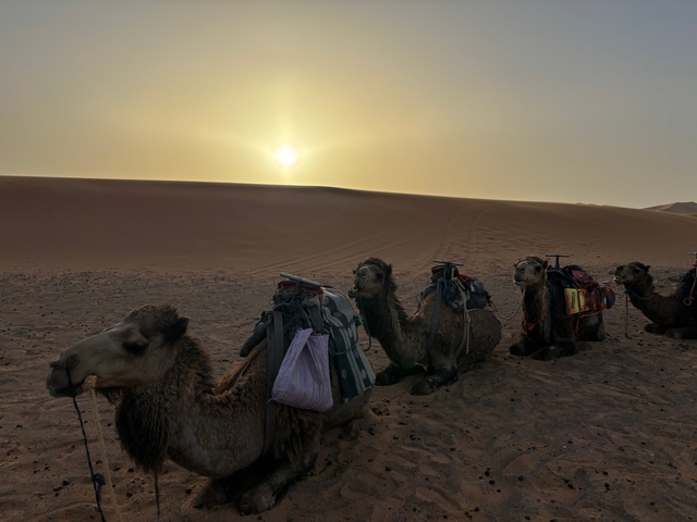 Camels sitting in the desert during sunset with sand dunes in the background.