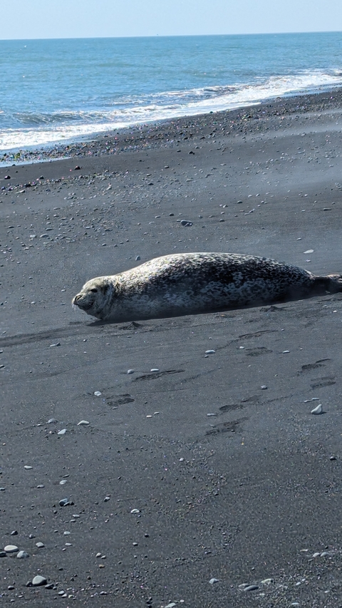 Leopard seal lying on dark sand beach.
