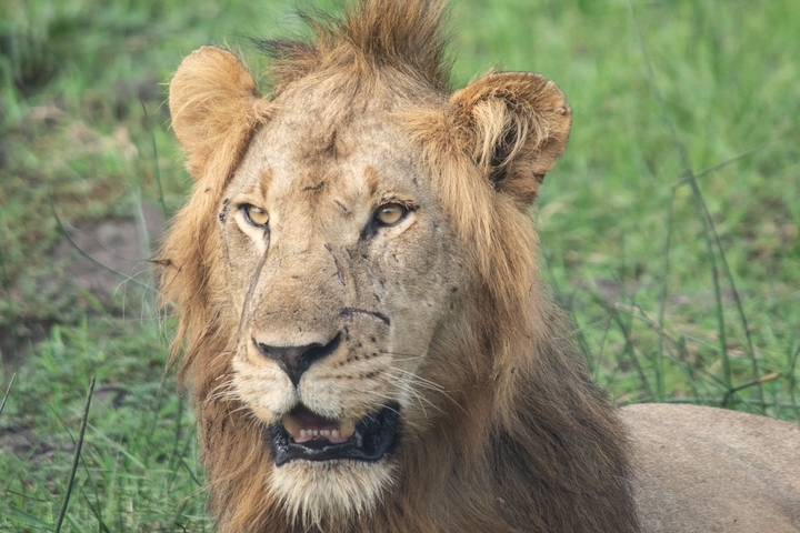 Lion lying on grass looking alert.