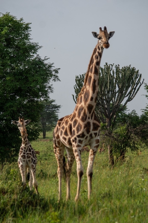 Giraffe with calves and lush greenery in the background.