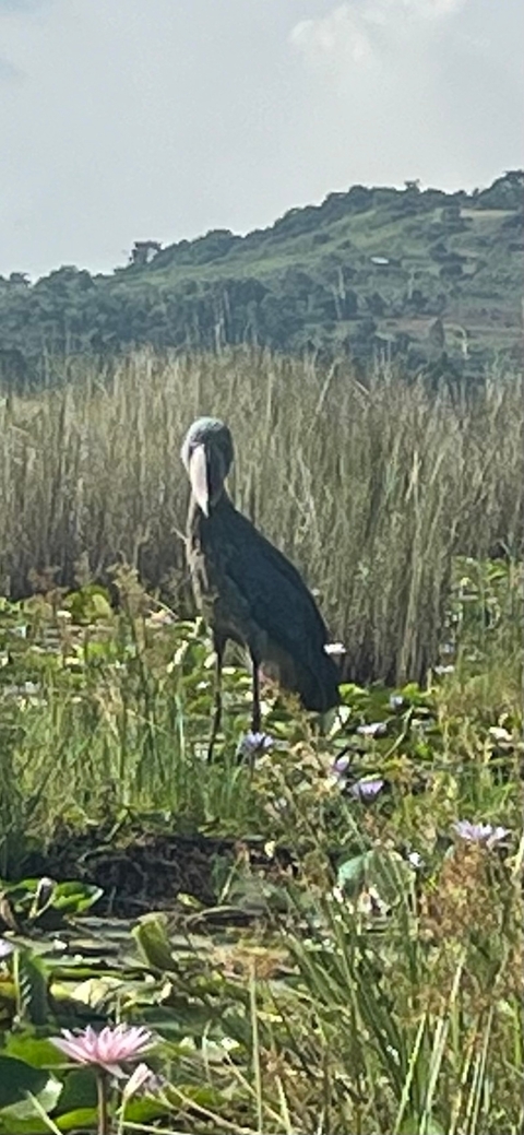       Experience Uganda &amp; Rwanda Gorillas + Big 5 (Exclusively Private) customer review photo 
  