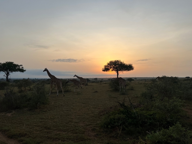 Giraffes walking across savannah at sunset.