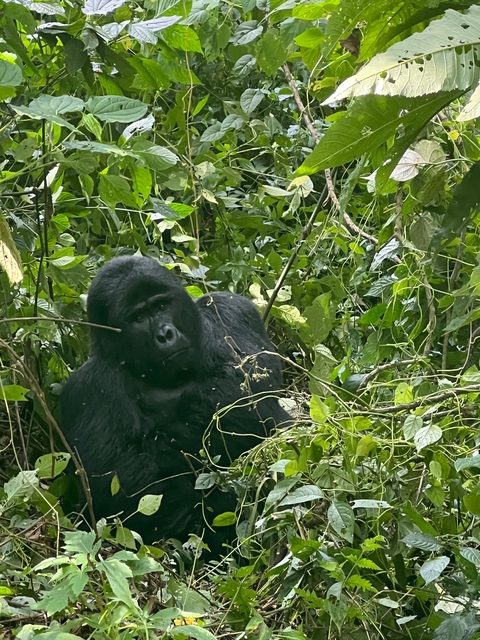 Gorilla amidst dense foliage.