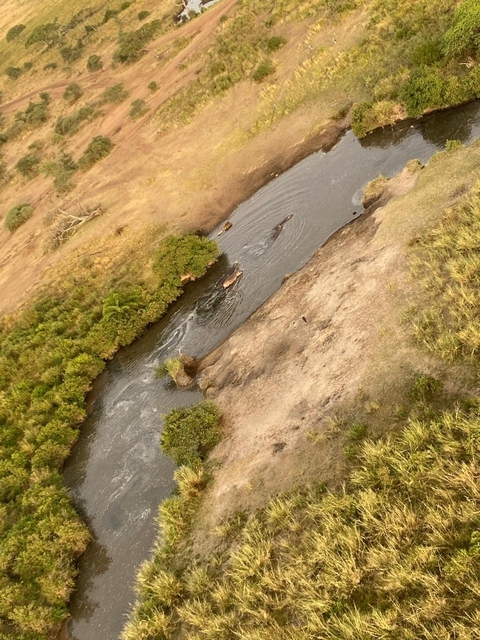       foto de reseña de cliente de Safari gran migración 
  