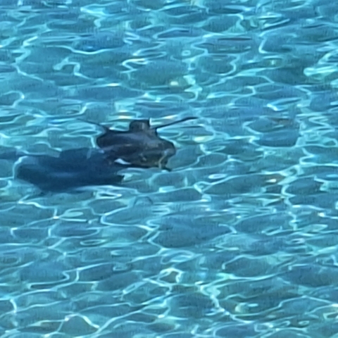       Rooster swimming in clear water.
  