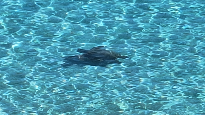       Rooster swimming in clear water.
  