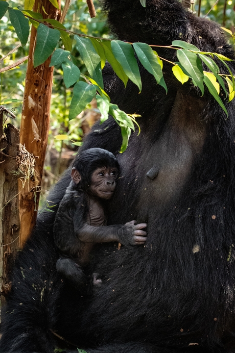 Gorilla holding a baby amidst forest greenery.