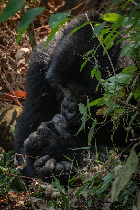 Close-up of a gorilla holding a baby gorilla in its arms.