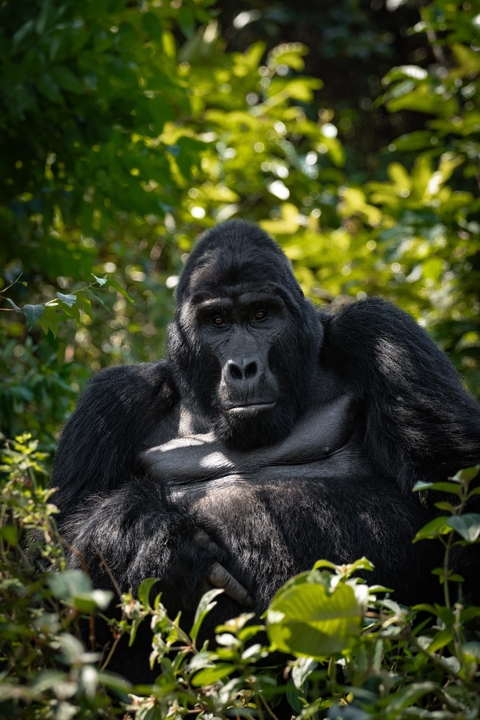 Close-up of a gorilla sitting amidst lush greenery.