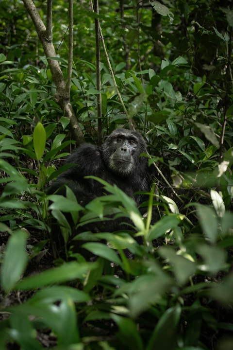       Chimpanzee sitting in the forest.
  