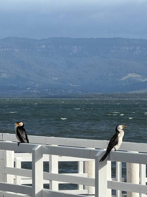 Two birds by water with mountain background.
