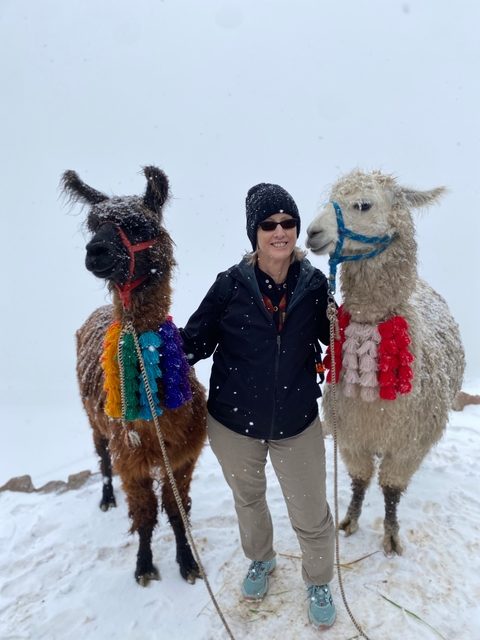 Person standing between two colorfully adorned llamas in snow.