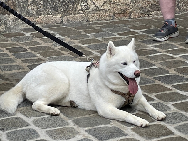       White dog resting on a cobblestone street with its tongue out.
  