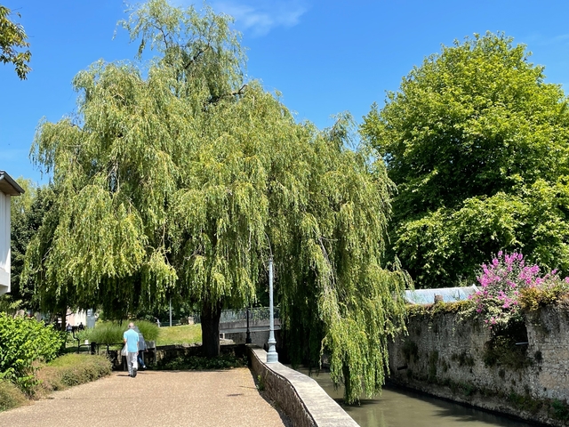      A person walks near lush greenery and trees.
  