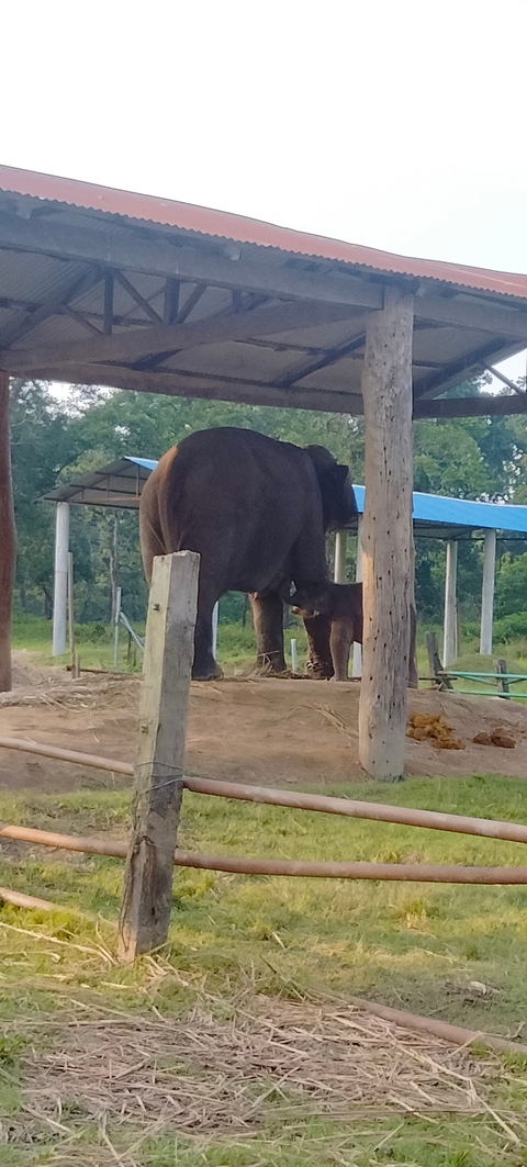 Elephant and calf standing under a shelter.