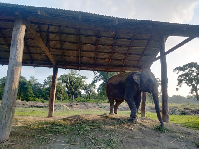       Elephant under a shelter in a grassy area.
  